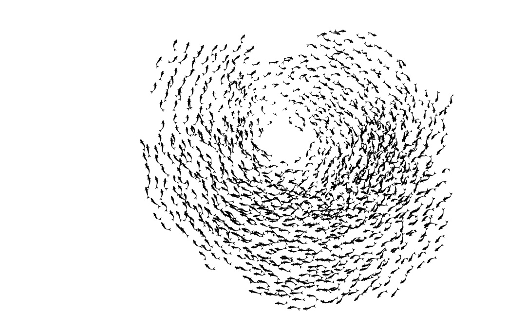 CI-21: A thousand black fish, seen from above, circling in a ring around an empty center